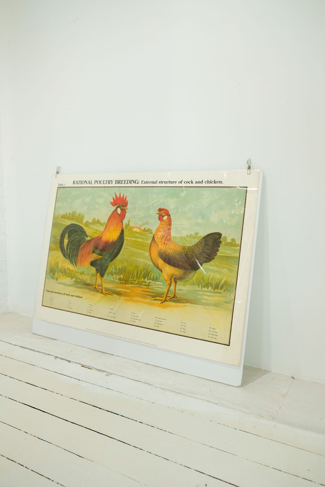 Rational Poultry Breeding Print