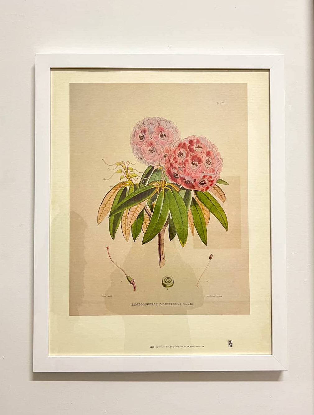 Rhododendron Botanical Print Framed