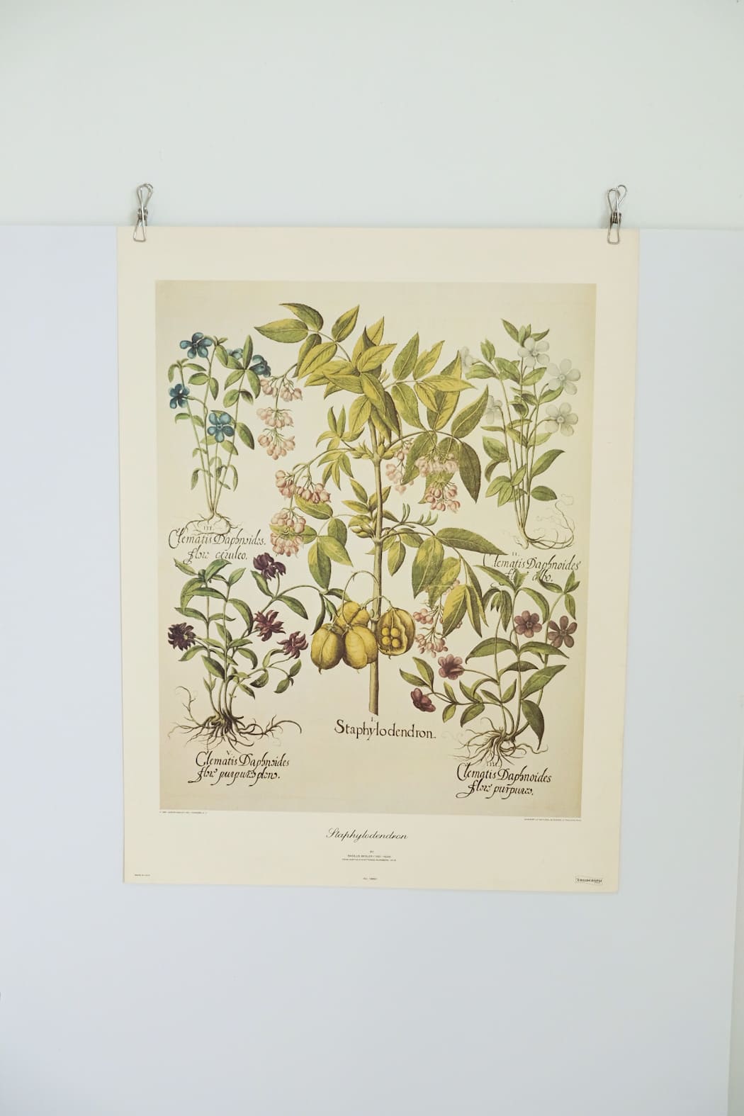 Staphylodendron by Basilius Besler