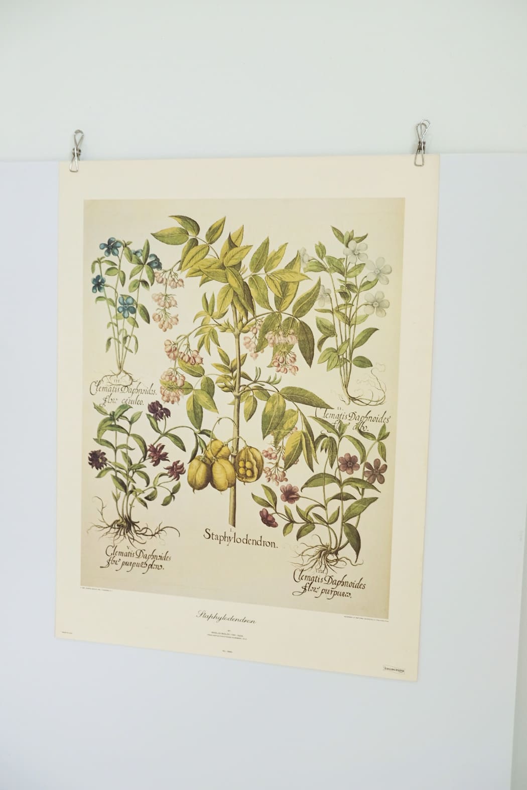Staphylodendron by Basilius Besler